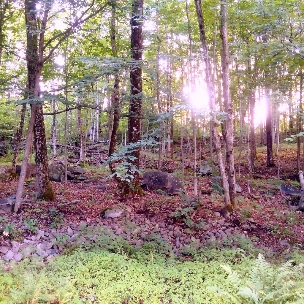This path led to wild raspberries, some cuts and scrapes, and more than a few mosquito bites