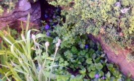 Word Wednesday In the Garden
