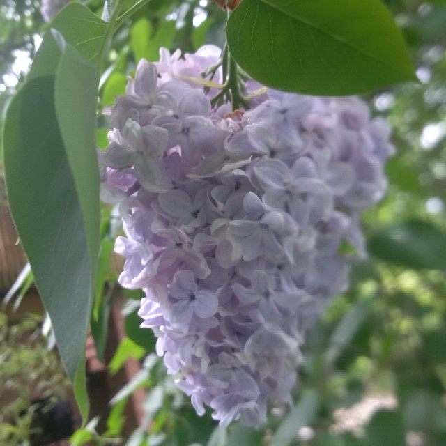 a Lilac bloom hangs from a branch.