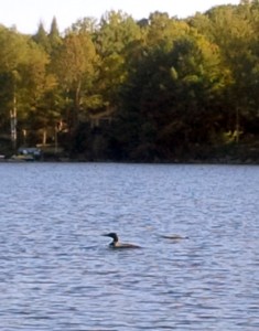 A loon swimming on the lake