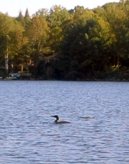 A loon swimming on the lake