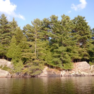 Trees on the rocky shoreline