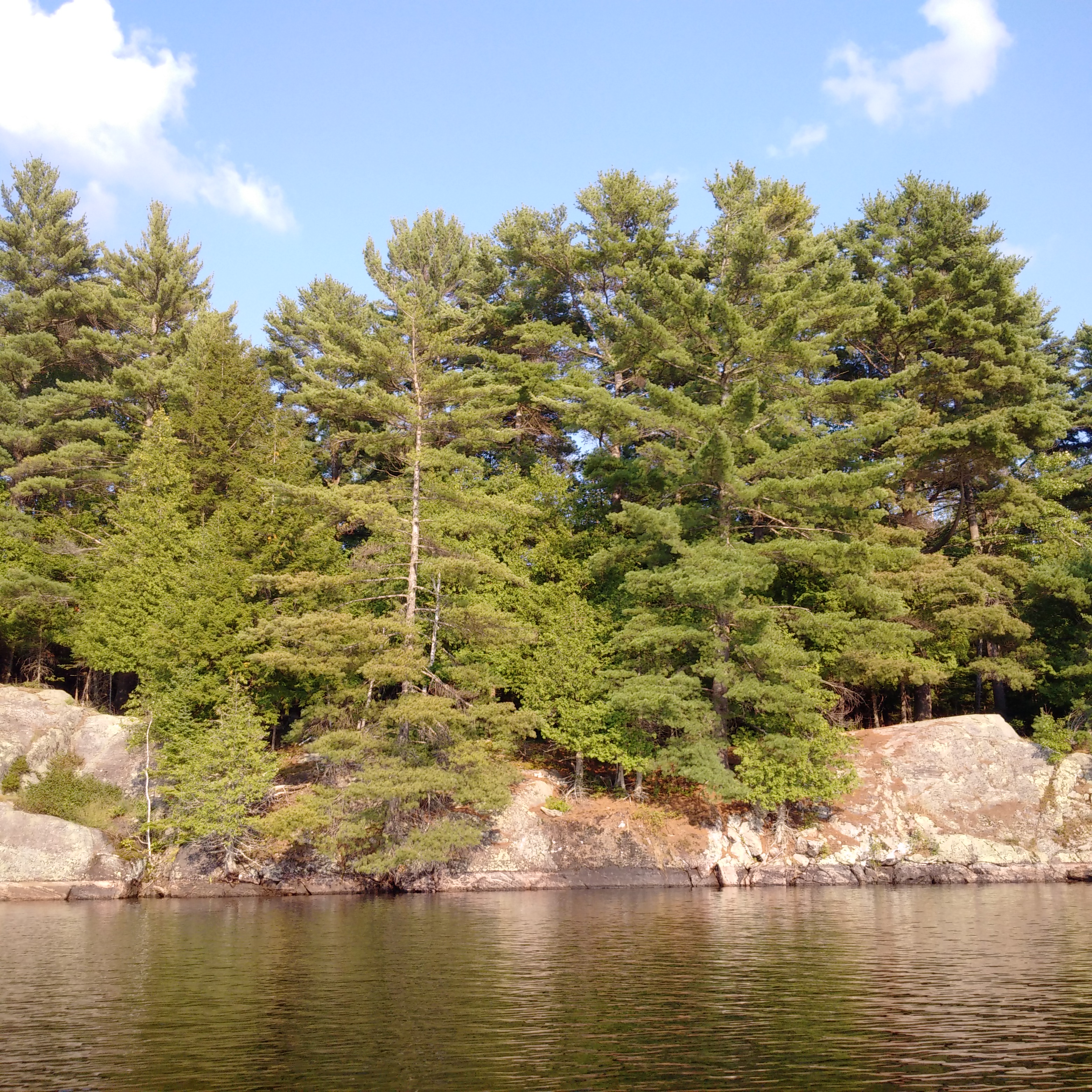 Fir Trees on the rocky shoreline of a lake