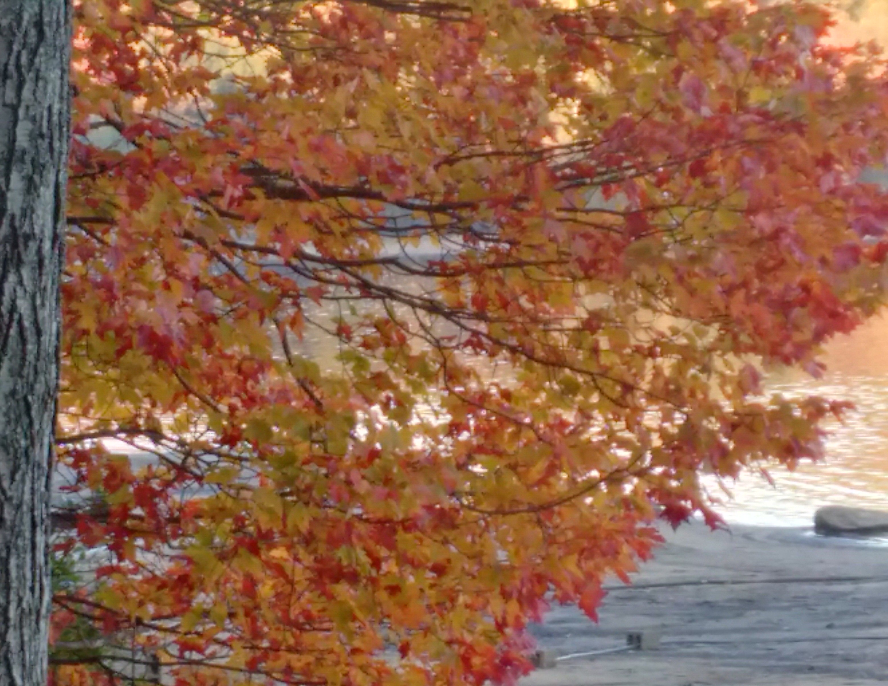 A maple tree with multicoloured leaves - mostly yellow but many have bursts of bright red on them