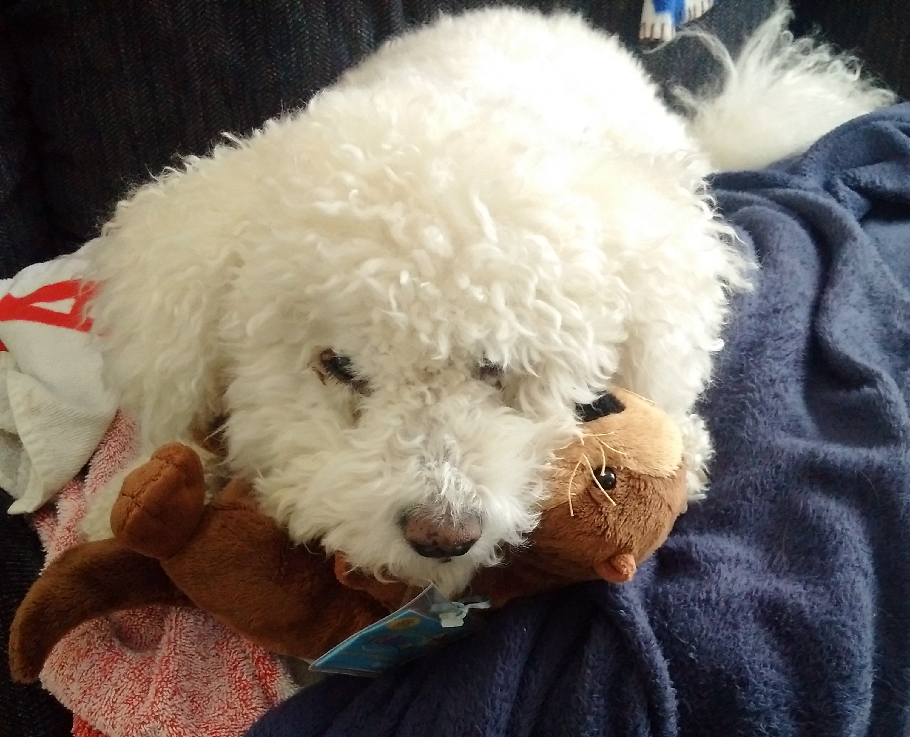 A small white dog gazes up with his head resting on a stuffed toy otter.