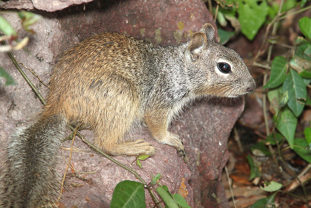 Squirrel! Wait... what was I saying?