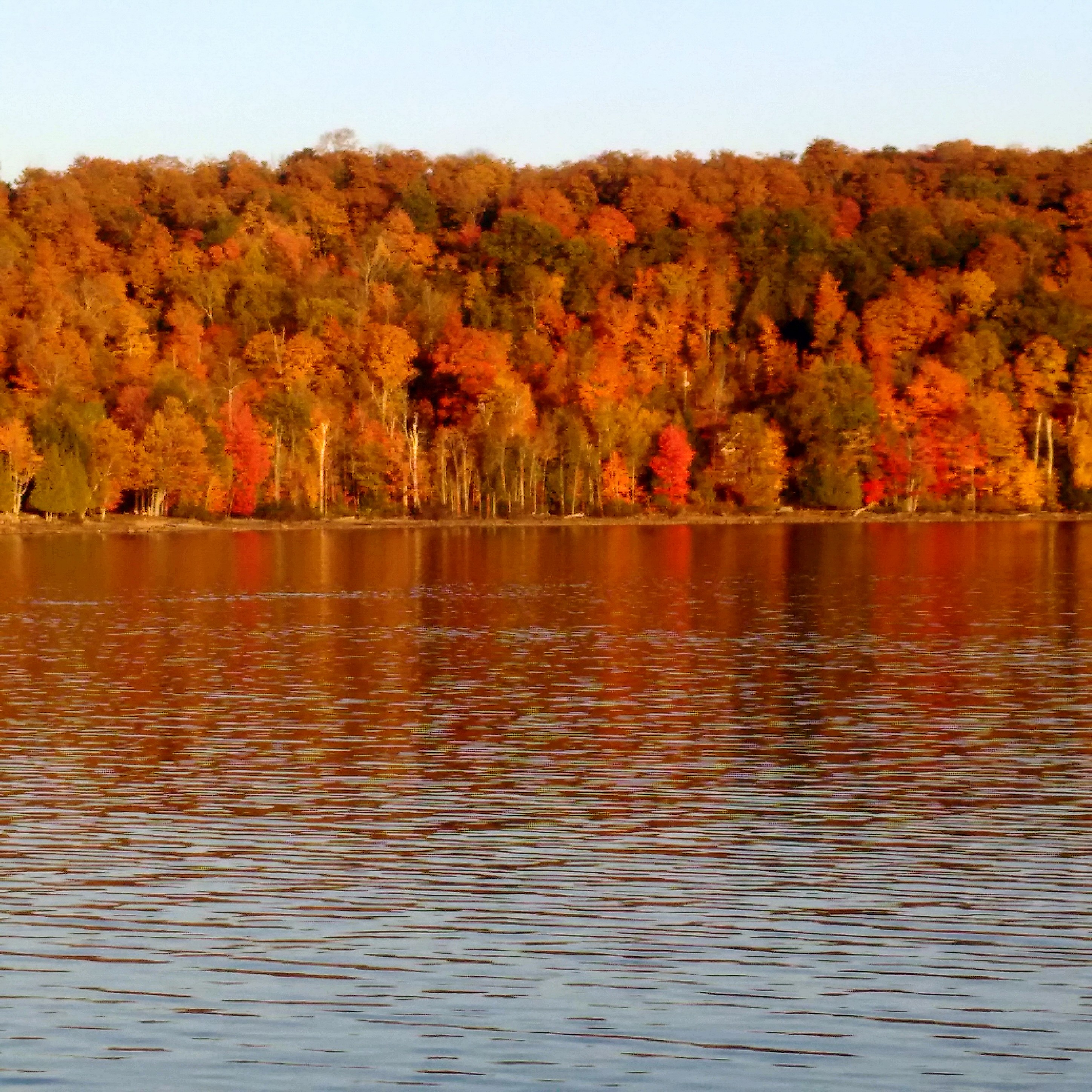 a forest of multi coloured trees seen from across a still lake
