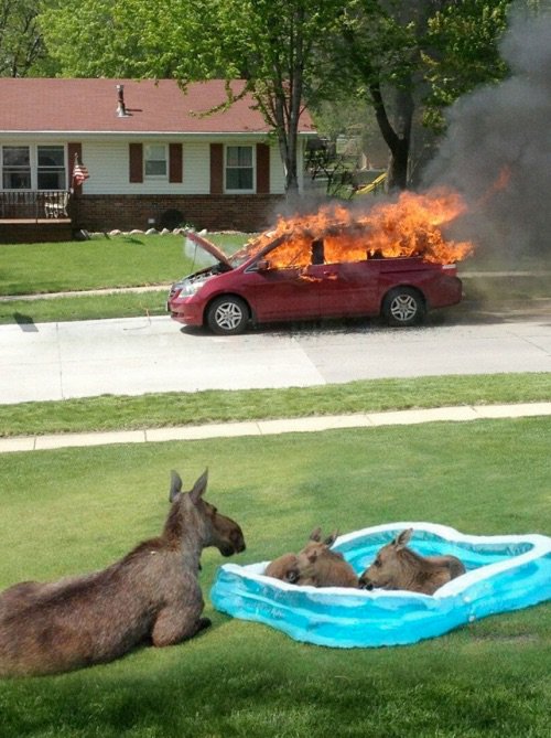 moosefire