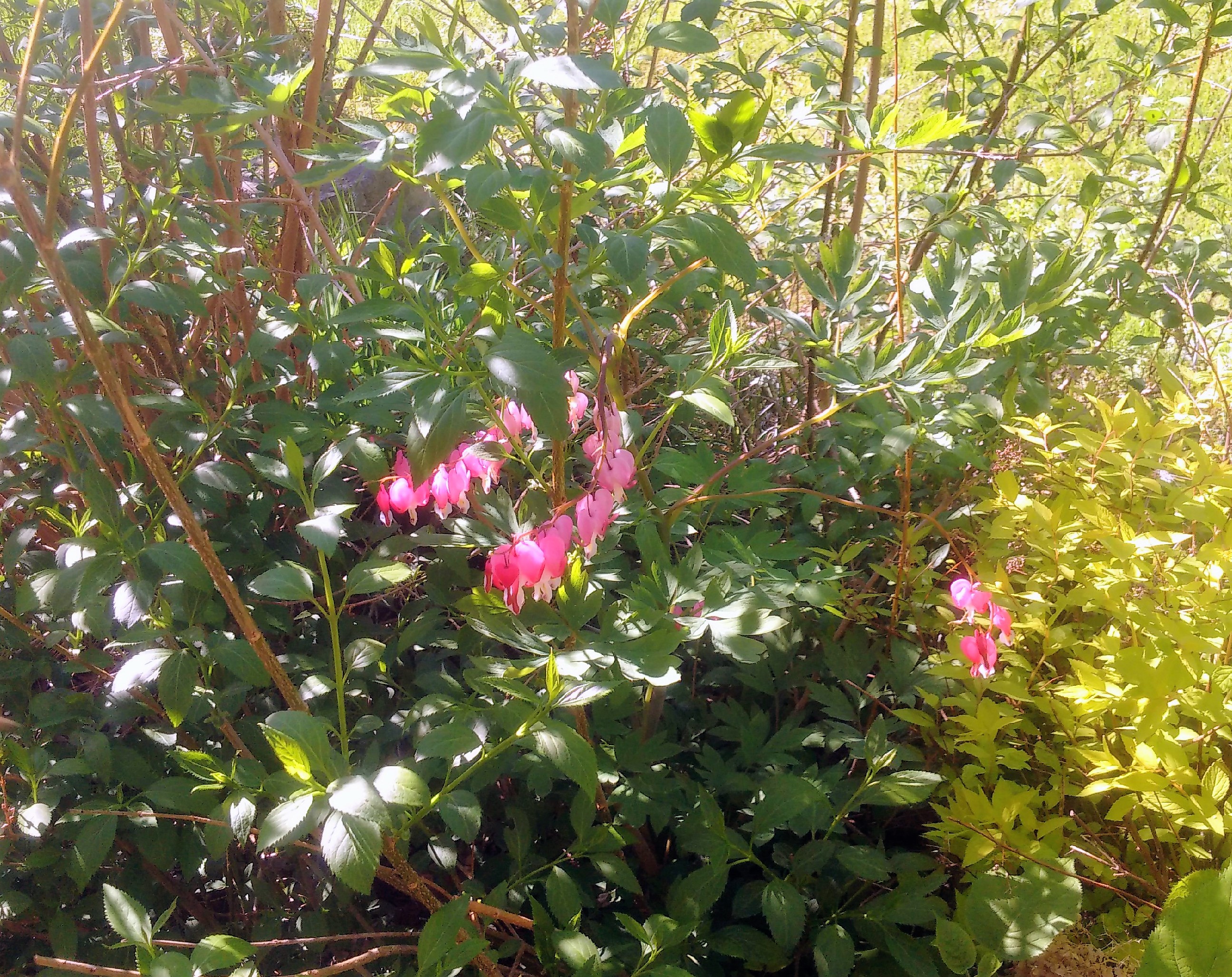 bleeding heart plant