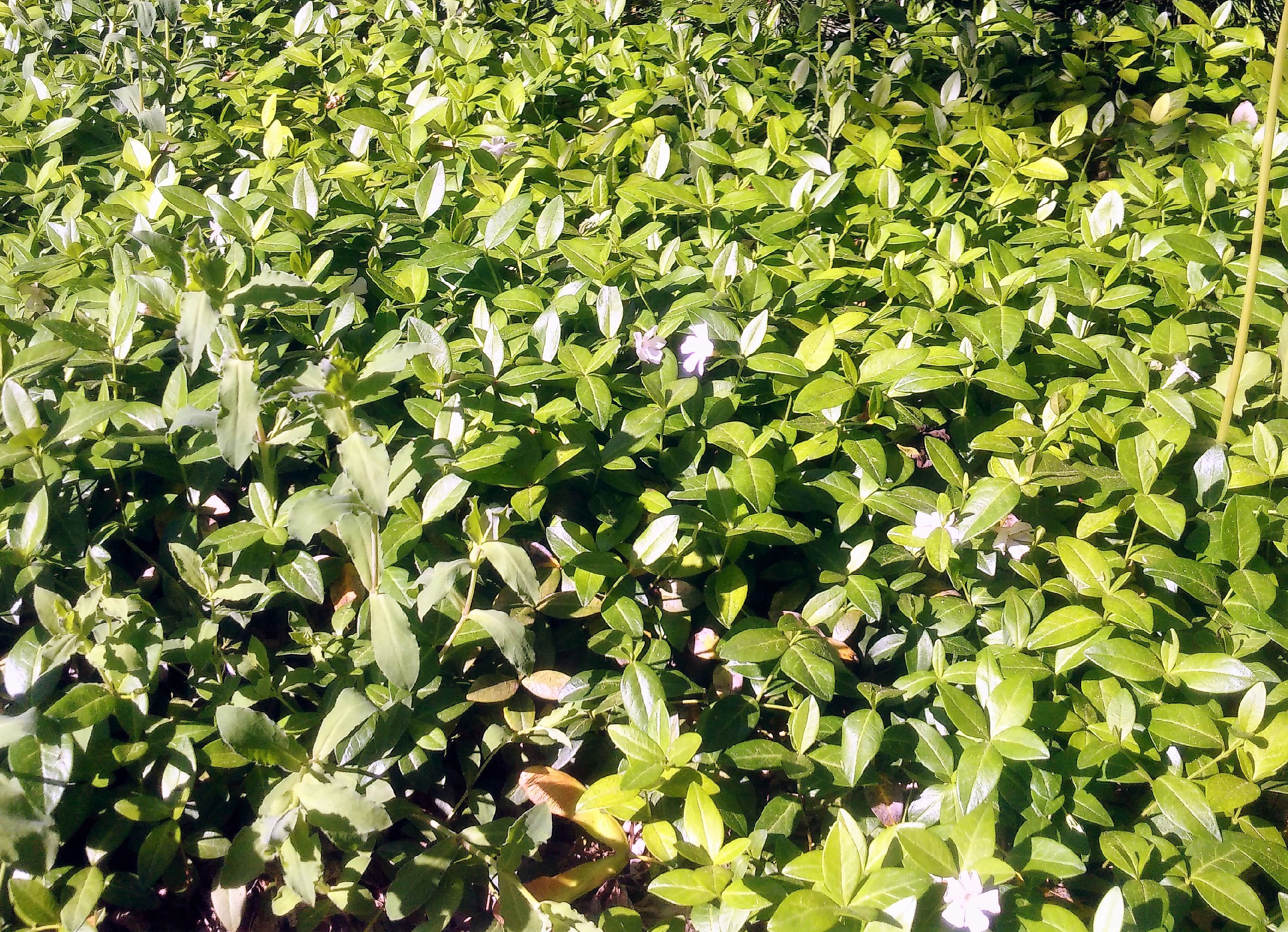 groundcover periwinkle